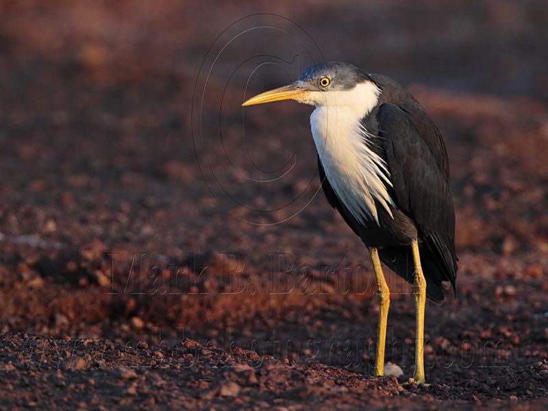 _MG_7473 Pied Heron.jpg