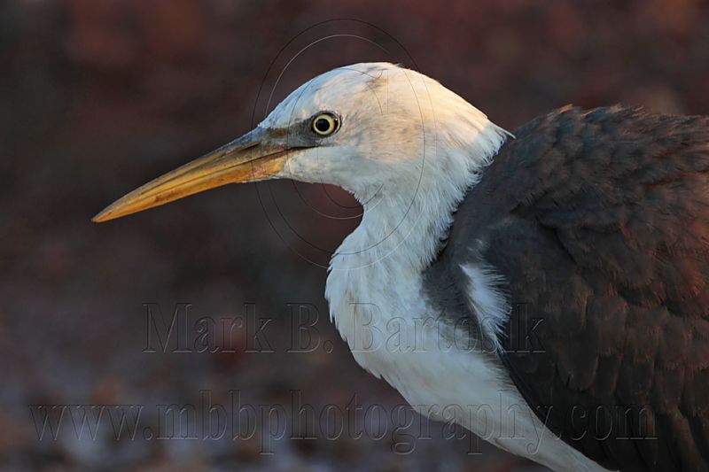 _MG_7498 Pied Heron.jpg
