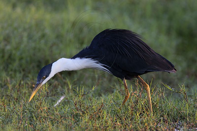 _MG_7545 Pied Heron.jpg
