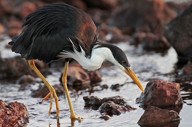 _MG_7552 Pied Heron.jpg