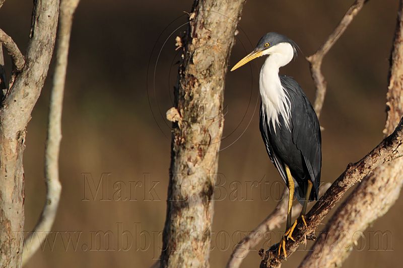 _MG_8366 Pied Heron.jpg