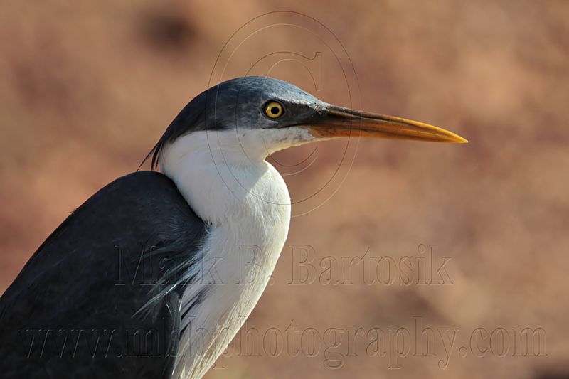 _MG_7372 Pied Heron.jpg