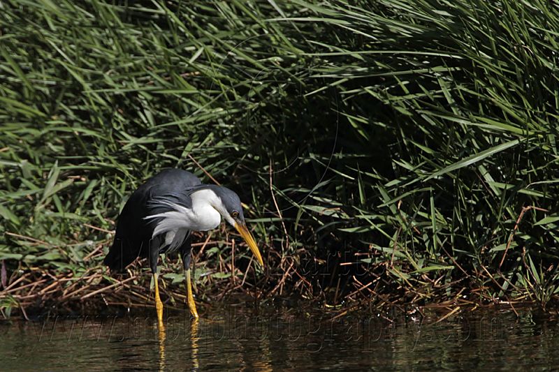 _MG_7635 Pied Heron.jpg