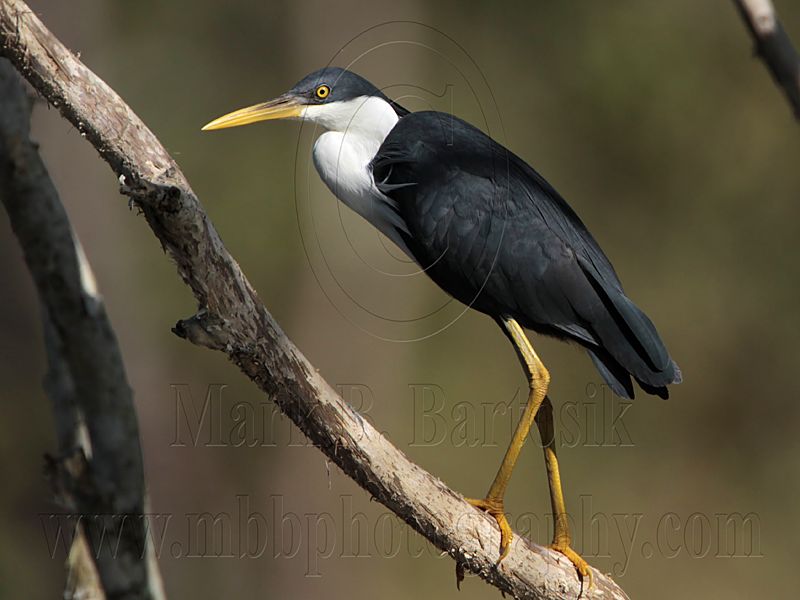 _MG_7740 Pied Heron.jpg