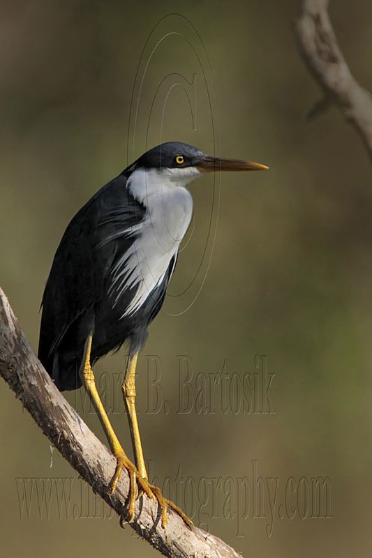 _MG_7764 Pied Heron.jpg