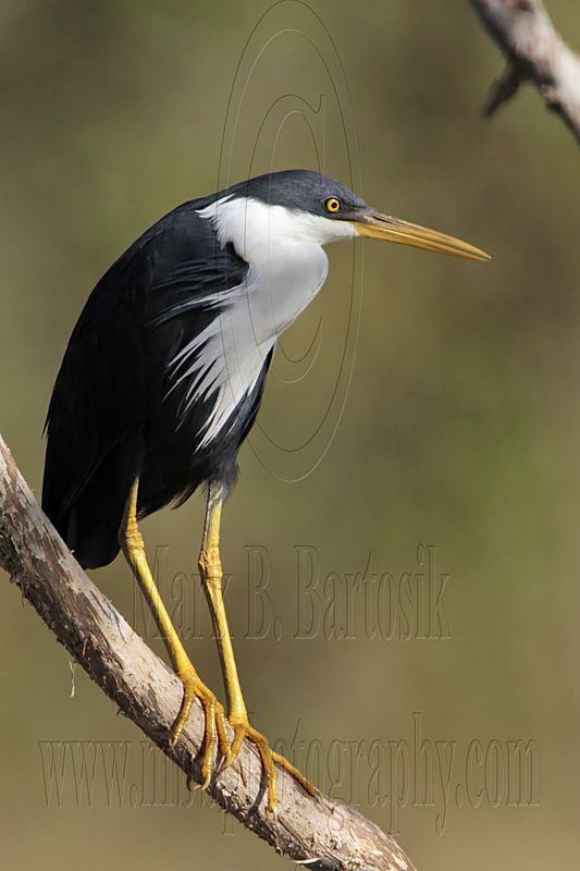 _MG_7804 Pied Heron.jpg