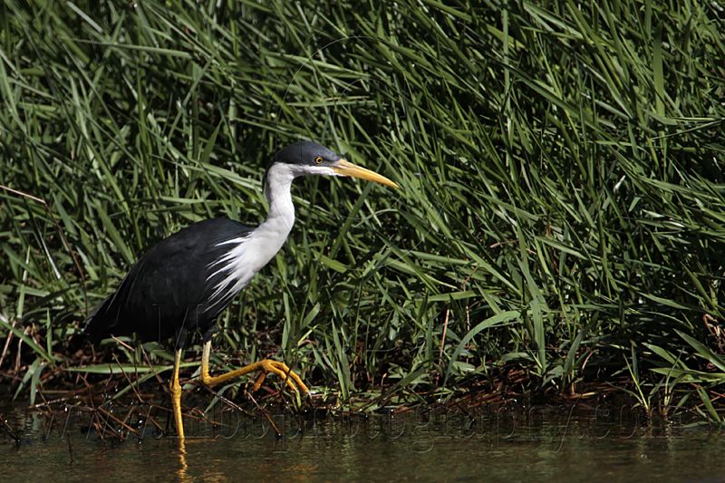 _MG_7882 Pied Heron.jpg