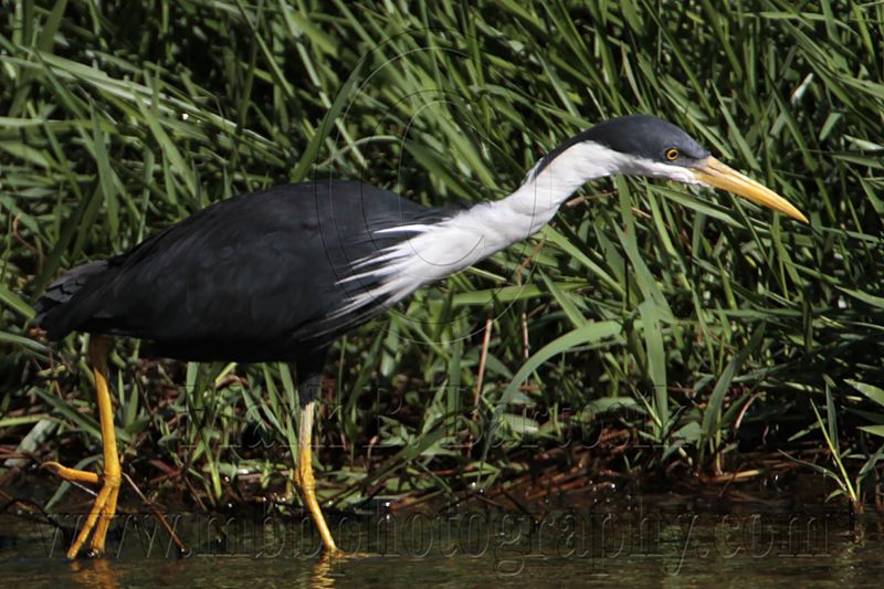 _MG_7884 Pied Heron.jpg