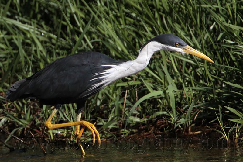 _MG_7885 Pied Heron.jpg