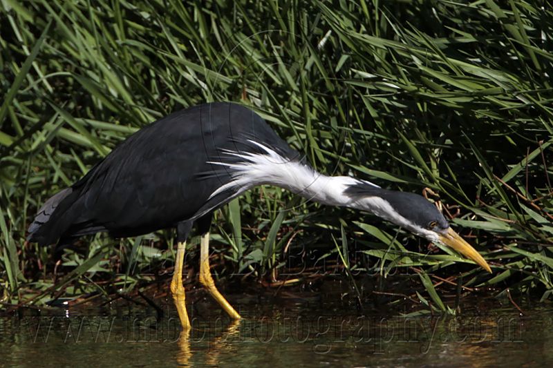_MG_7901 Pied Heron.jpg
