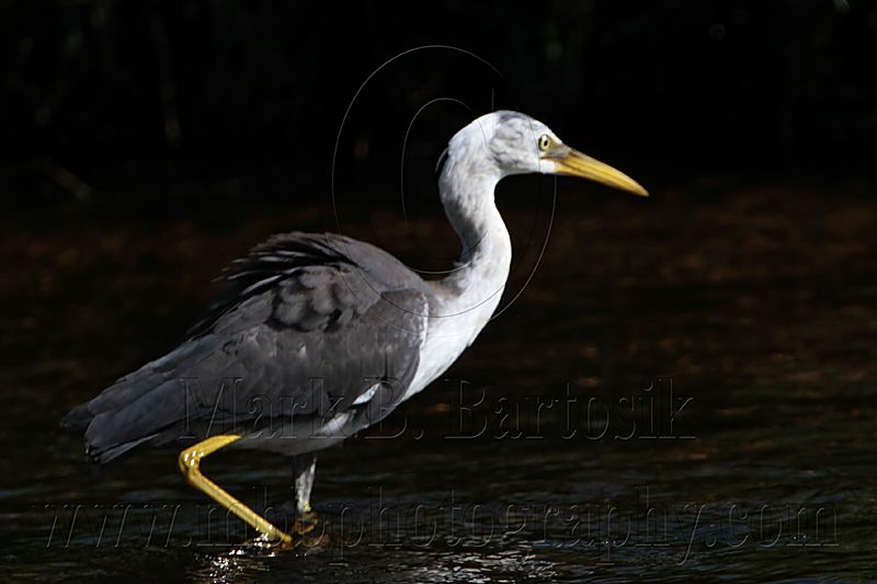 _MG_8141 Pied Heron.jpg