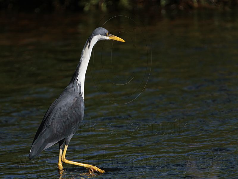 _MG_8631 Pied Heron.jpg