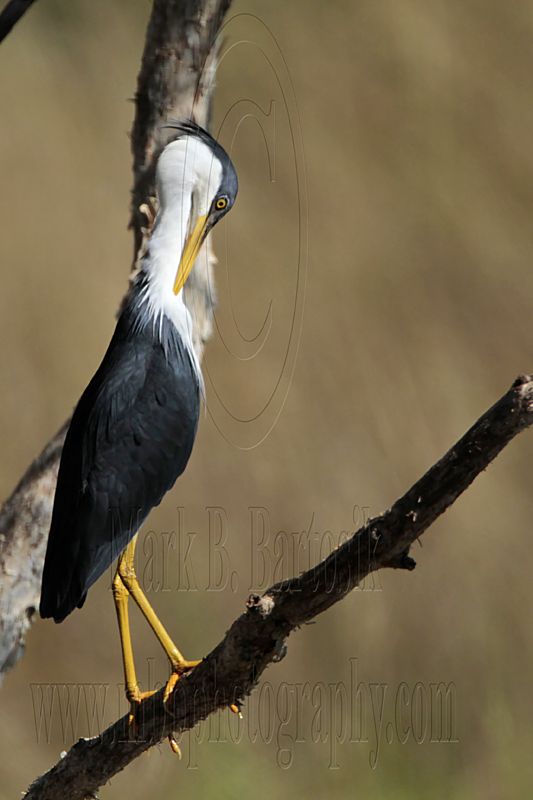 _MG_8649 Pied Heron.jpg