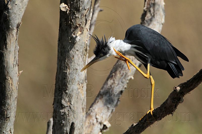 _MG_8663 Pied Heron.jpg