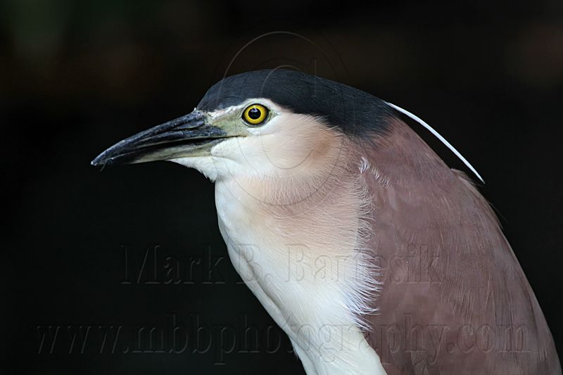 _MG_6241 Nankeen Night-Heron.jpg