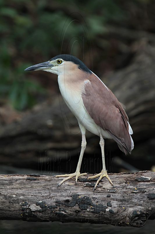 _MG_6732 Nankeen Night-Heron.jpg