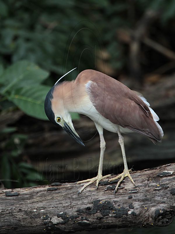_MG_6752 Nankeen Night-Heron.jpg