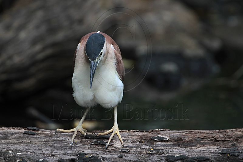_MG_6784 Nankeen Night-Heron.jpg