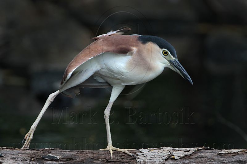 _MG_6838 Nankeen Night-Heron.jpg