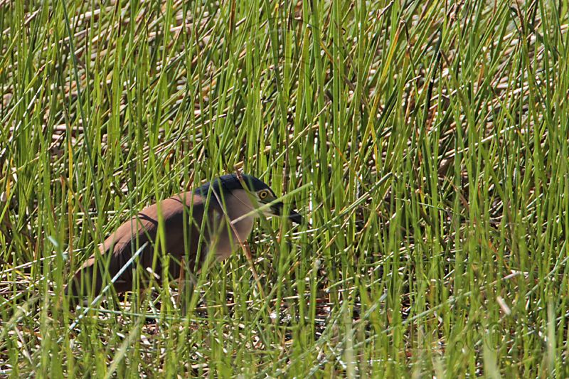 _MG_8380 Nankeen Night-Heron.jpg