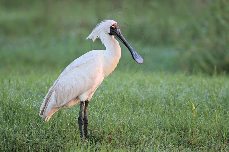 _MG_7245 Royal Spoonbill.jpg