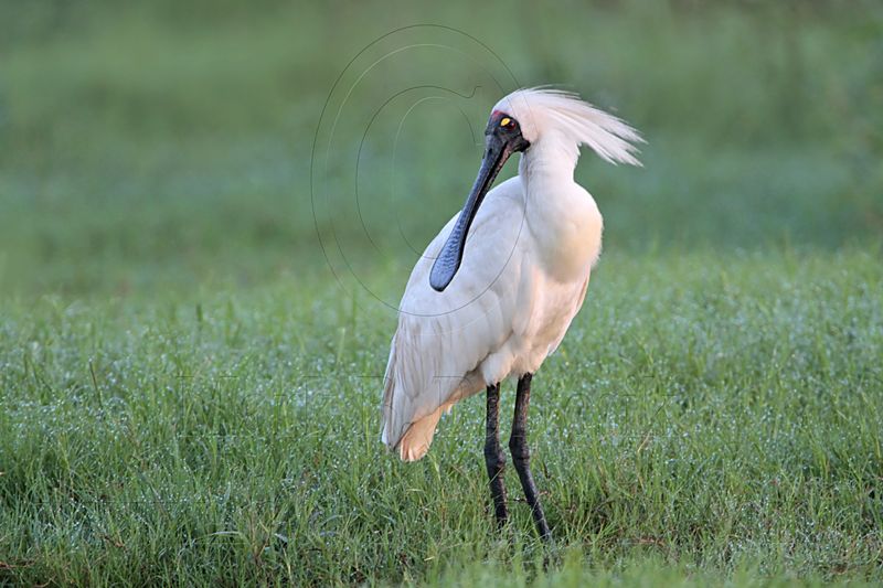 _MG_7264 Royal Spoonbill.jpg