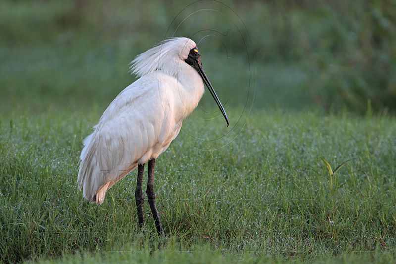 _MG_7279 Royal Spoonbill.jpg