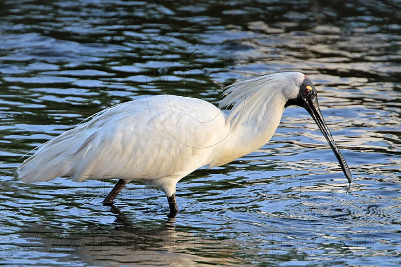 _MG_7870 Royal Spoonbill.jpg