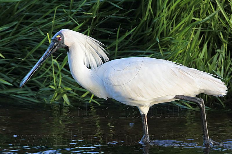 _MG_7917 Royal Spoonbill.jpg