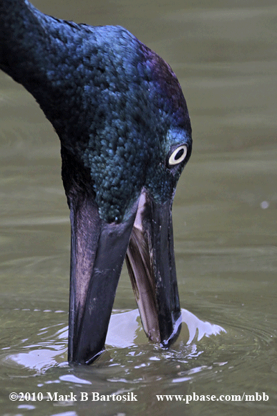 _MG_5581-3 Black-necked Stork.gif