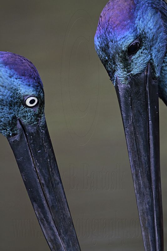 _MG_4609 Black-necked Stork.jpg