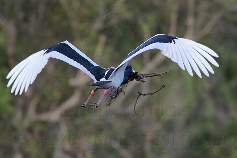 _MG_4753 Black-necked Stork.jpg