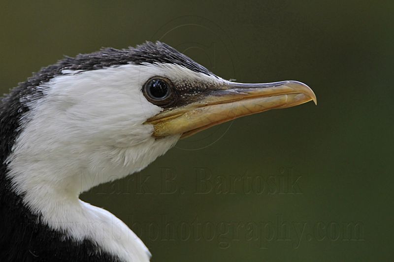 _MG_3967 Little Pied Cormorant.jpg