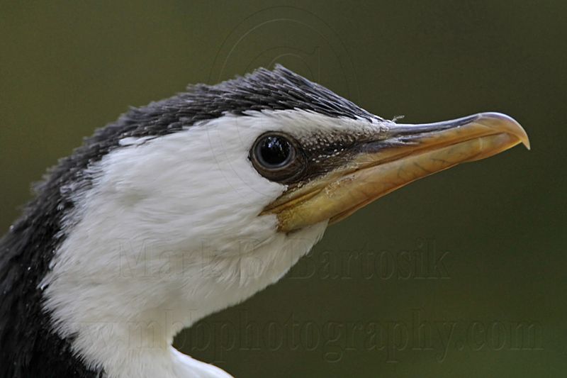 _MG_3975 Little Pied Cormorant.jpg