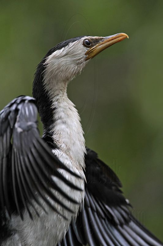 _MG_6703 Little Pied Cormorant.jpg