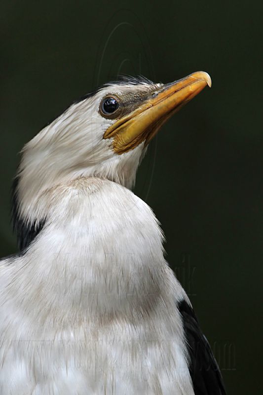 _MG_6952 Little Pied Cormorant.jpg
