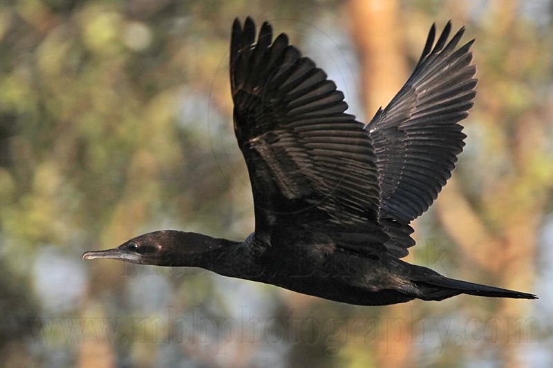 _MG_8257 Little Black Cormorant.jpg