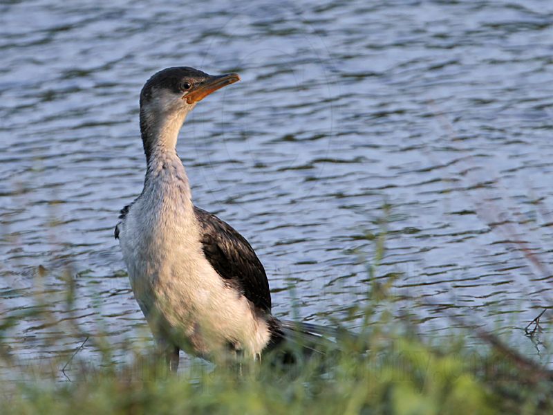 _MG_7955 Little Pied Cormorant.jpg
