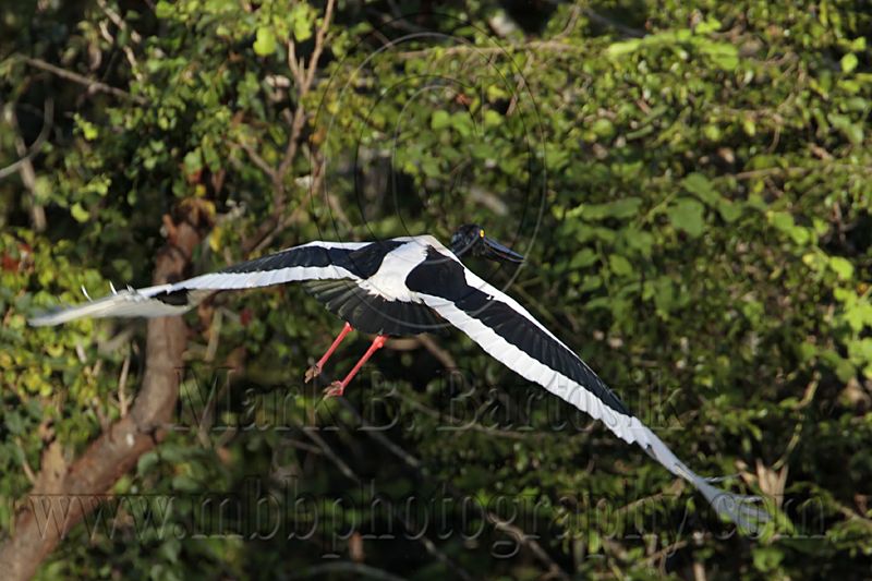 _MG_7231 Black-necked Stork.jpg