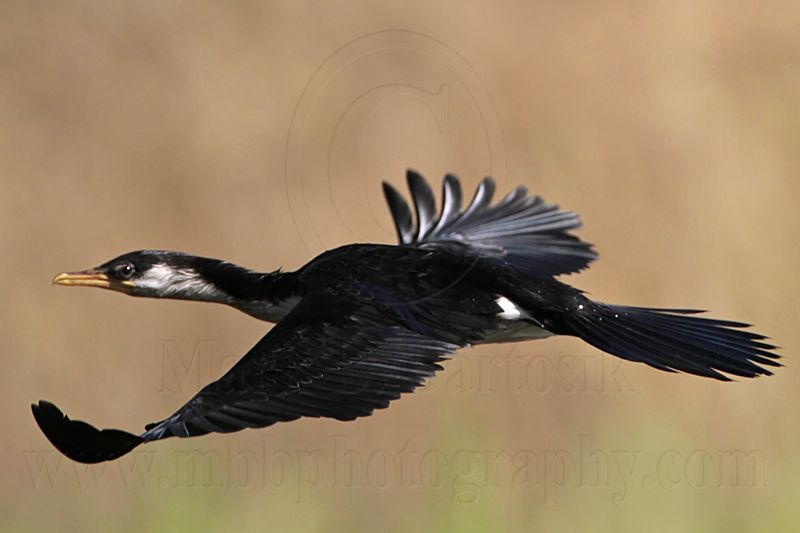 _MG_8573 Little Pied Cormorant.jpg