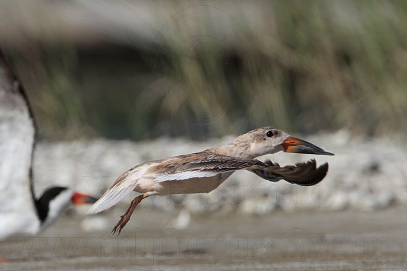 _MG_5039 Black Skimmer BrownF#3.jpg