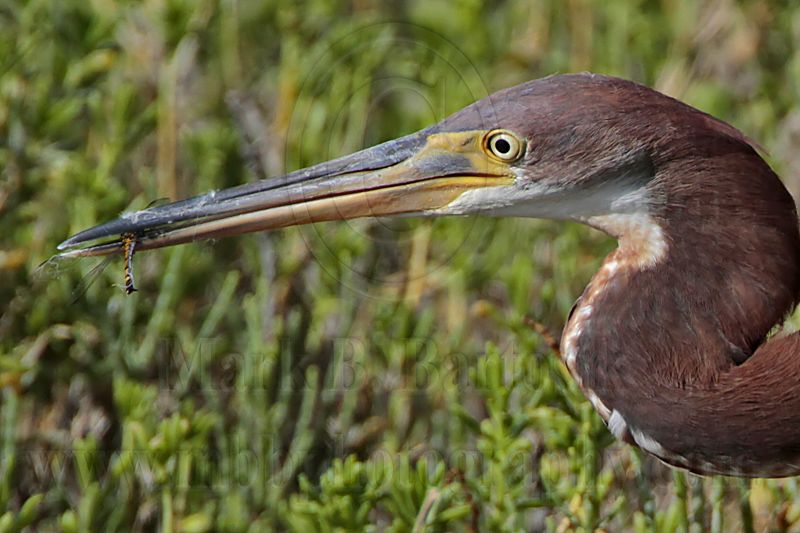 _MG_3383crop Tricolored Heron.jpg