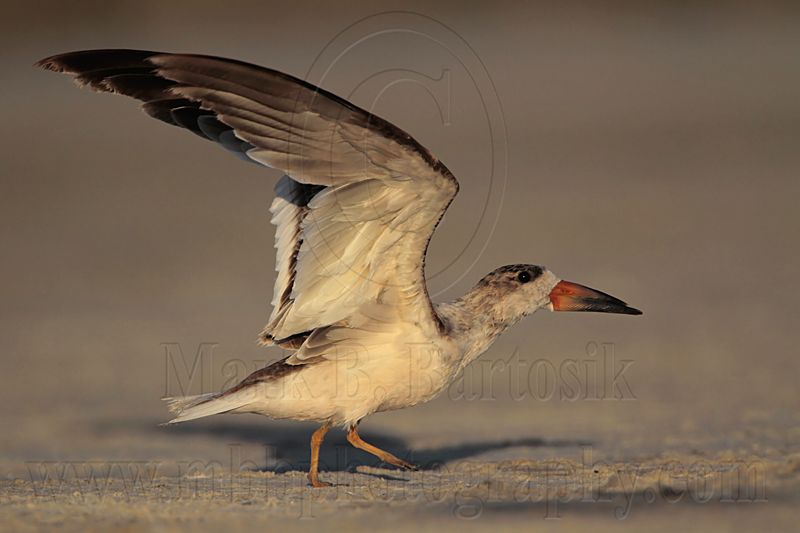 _MG_5474 Black Skimmer BrownF#2.jpg