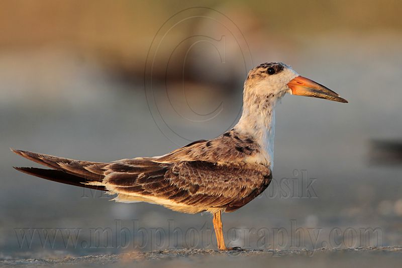 _MG_5900 Black Skimmer BrownF#2.jpg