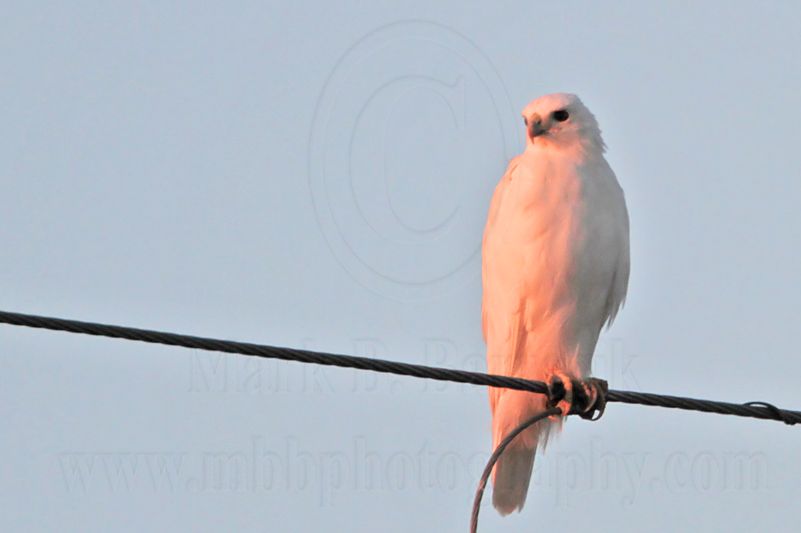 _MG_7546 leucistic Red-tailed Hawk.jpg