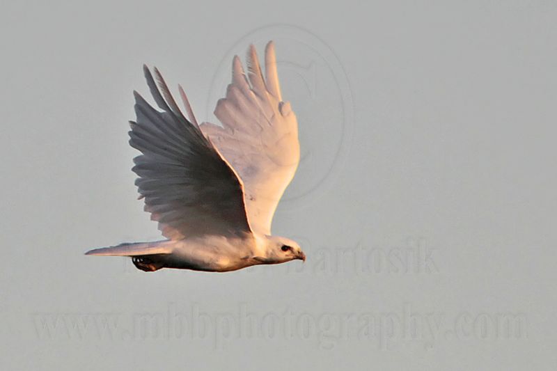 _MG_7680 leucistic Red-tailed Hawk.jpg