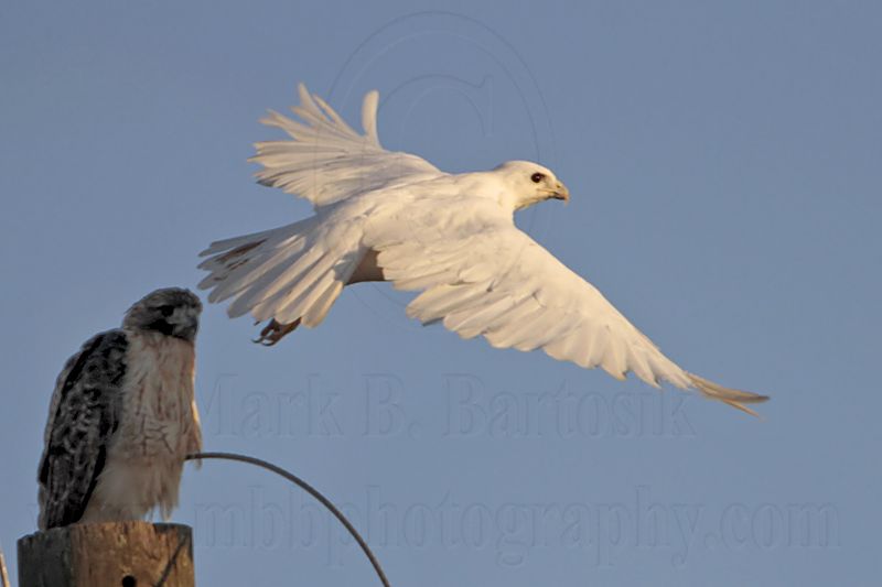 _MG_7768 leucistic Red-tailed Hawk.jpg
