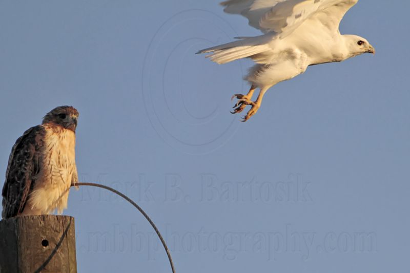 _MG_7769 leucistic Red-tailed Hawk.jpg