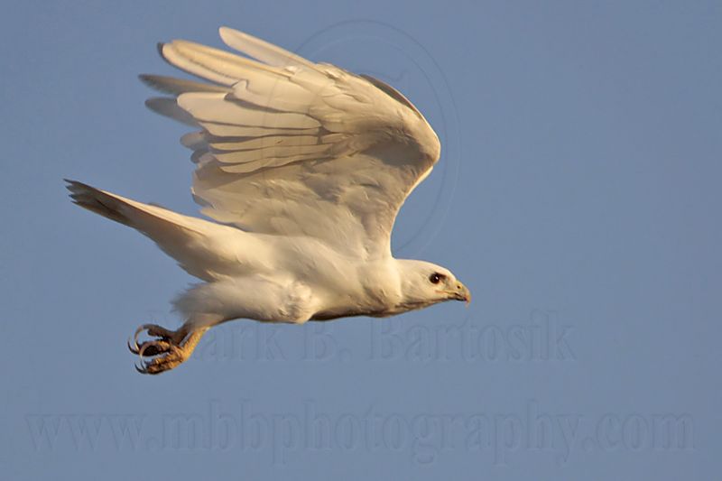 _MG_7773 leucistic Red-tailed Hawk.jpg