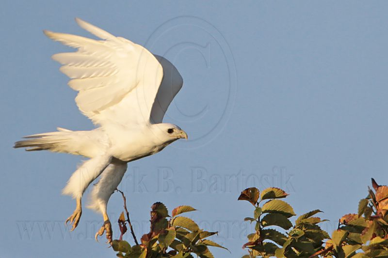 _MG_7806 leucistic Red-tailed Hawk.jpg